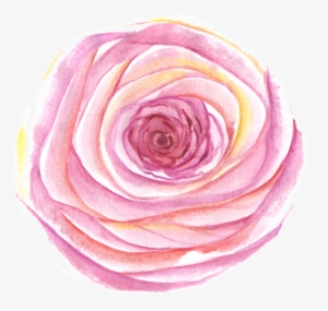 This Graphics Is Egg Yolk Transparent Decorative About - Garden Roses #127372