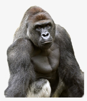 Harambe Cut Out - Harambe Gorilla #127659
