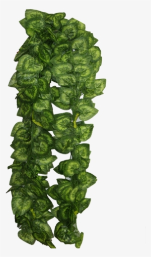 Share This Image - Tropical Vines Png #127917