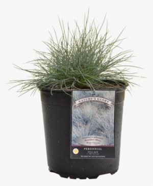 Fountain Grass #128064
