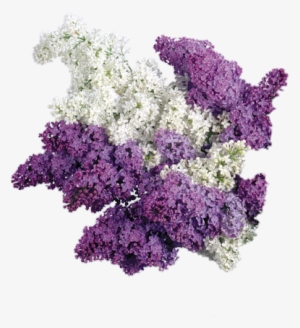 Freetoedit Png Flowers With A Transparent Background - Reval Candle - Scented Cubes Lilac Scented Cube Wax #128270