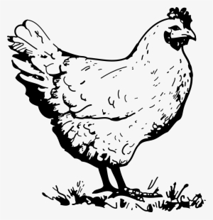 Chicken Clipart PNG, Transparent Chicken Clipart PNG Image Free ...