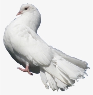 White Dove Snip - Poetry #129191