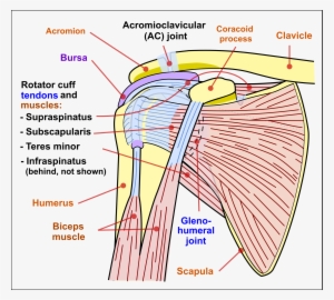 Open - Shoulder Joint #129286
