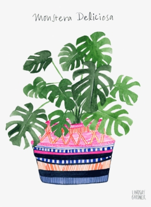 Monstera Deliciosa Watercolor Painting By Lindsay Gardner - Watercolor Painting #129656