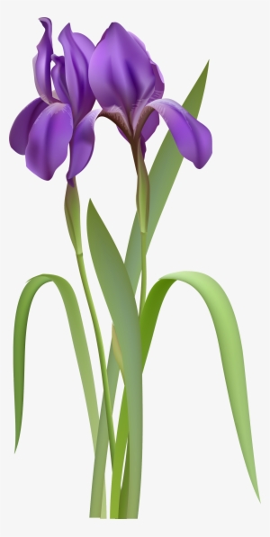 Iris Spring Flower Png Clipart - Iris Png #129882