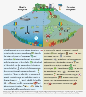 Healthy Storm Water Pond Clipart Surface Runoff Stormwater - Toxic Ecosystem #1201794