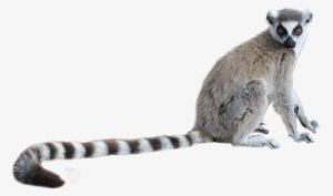 Ring Tailed Lemur Png #1202590