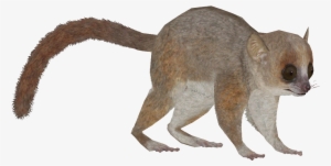 Grey Mouse Lemur - Zt2 Download Library Lemur #1202609