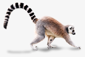 Walking With Lemurs - Ring Tailed Lemur Png #1202635