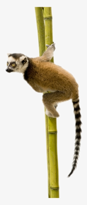 Lemur Tail Png - Lemur Animal Png Hd - Free Transparent PNG Download ...