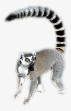 Ring Tailed Lemur Transparent #1202706