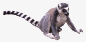 Tail - Madagascar Cat #1202796