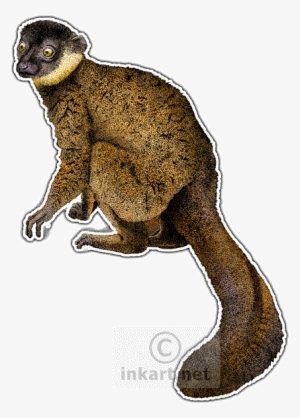 Endangered Animals - Common Brown Lemur #1202814