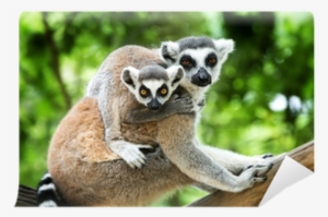 Wild Animals Animal Planet Animal Bites #1202863