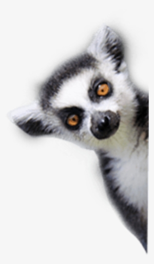 Report Abuse - Lemurs #1203122