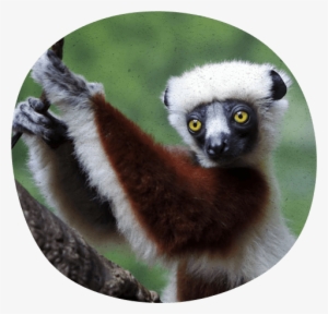 Heed The Call - Lemurs #1203182