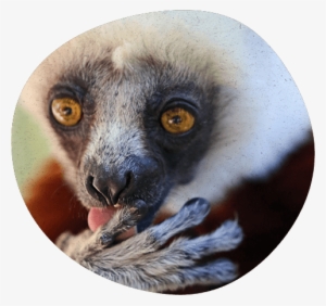 How's My Hair - Lemuriformes #1203254