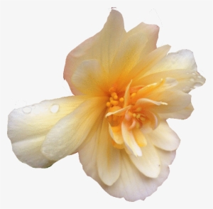 Flower Edit - Begonia #1203467