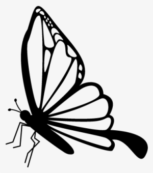 Butterfly Side View Vector - Butterfly Side View Drawing #1203584