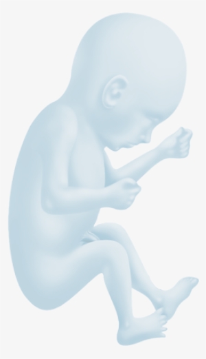 Welcome At The Fetal Medicine Foundation Belgium Clip - Transparent Baby Womb #1206512