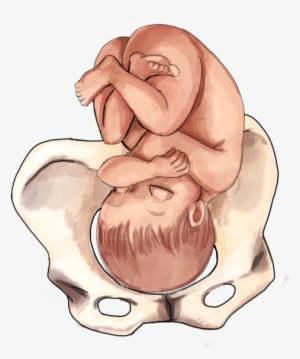 The Ultimate Guide To Baby Position In The Womb - 3rd Trimester Baby Positions #1206515