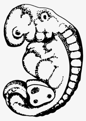 Embryo Drawing Fetus Animal Computer Icons - Embryo Clipart #1206545