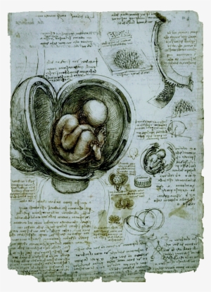Ac4bf The Fetus In The Womb - Leonardo Da Vinci Studies Of The Fetus #1206645