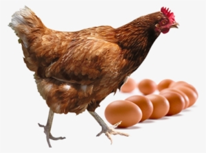 Just As Important As The Quality Of Our Product We - Transparent Background Chicken Png #1206756