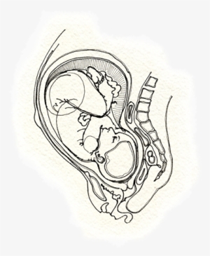 Fetus - Sketch - Free Transparent PNG Download - PNGkey