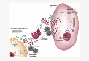 As In Normal Pregnancy Extracellular Vesicles Include - Exosome #1207901
