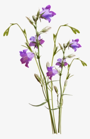 Yandeks - Fotki - Botanical Illustration #1209415