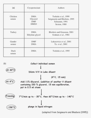 Semen Freezing Procedure - Semen Cryopreservation #1209454