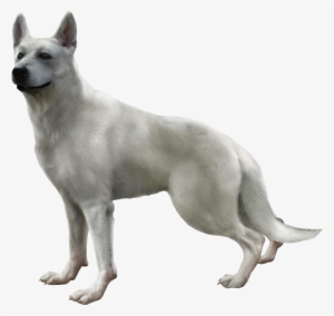 Hewie - Haunting Ground Dog #1209481