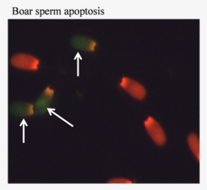 The Images Indicating The Boar Semen Apoptosis As Determined - Yo Pro 1 Sperm #1210014