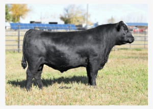 Wcf Payweight 5228 Angus Semen - Southern Cattle Company #1210045