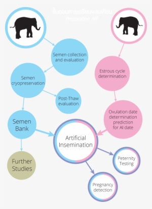Insemination Is Divided Into 2 Experimental Periods - Diagram #1210065