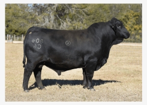 Bwcc Trailhead 804c6 Brangus Semen - Southern Cattle Company #1210175