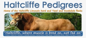 Haltcliffe Semen Store - Limousin Cattle #1210232