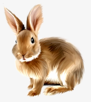 Rabbit Png, Bunny Rabbit, Rabbit Clipart, Baby Bunnies, - Rabbit Png Clipart #1210248