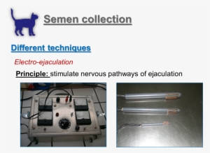 Few Things About The Cat Ejaculate - Machine #1210327