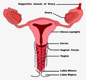 Picture - Shark Brain Vagina #1210349