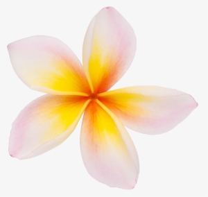 Plumeria Clipart Png #1210422