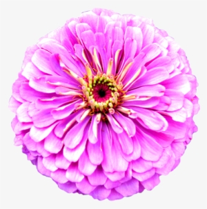 Flower Image Gallery Flower - Clipart Of Real Flowers #1210676