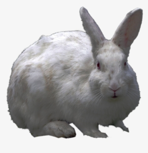 Free Icons Png - White Rabbit Png #1210718