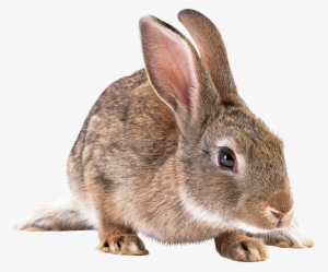 Bunny Clipart Wild Rabbit - Rabbit Png #1211219