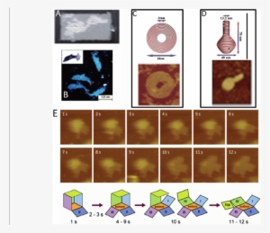 An Afm Image Of Dna Origami Based Map Of America - Dna Origami #1211335