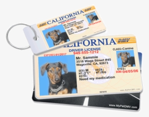 View Our Custom Pet Id Tags - Dog Id #1212027