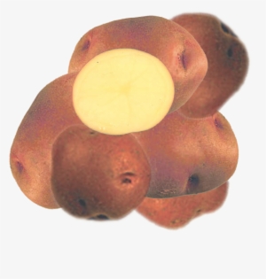 Sangre - Potato #1212152