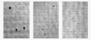 Holographic Reconstruction Of 40µm , 20µm (middle) - Monochrome #1212672